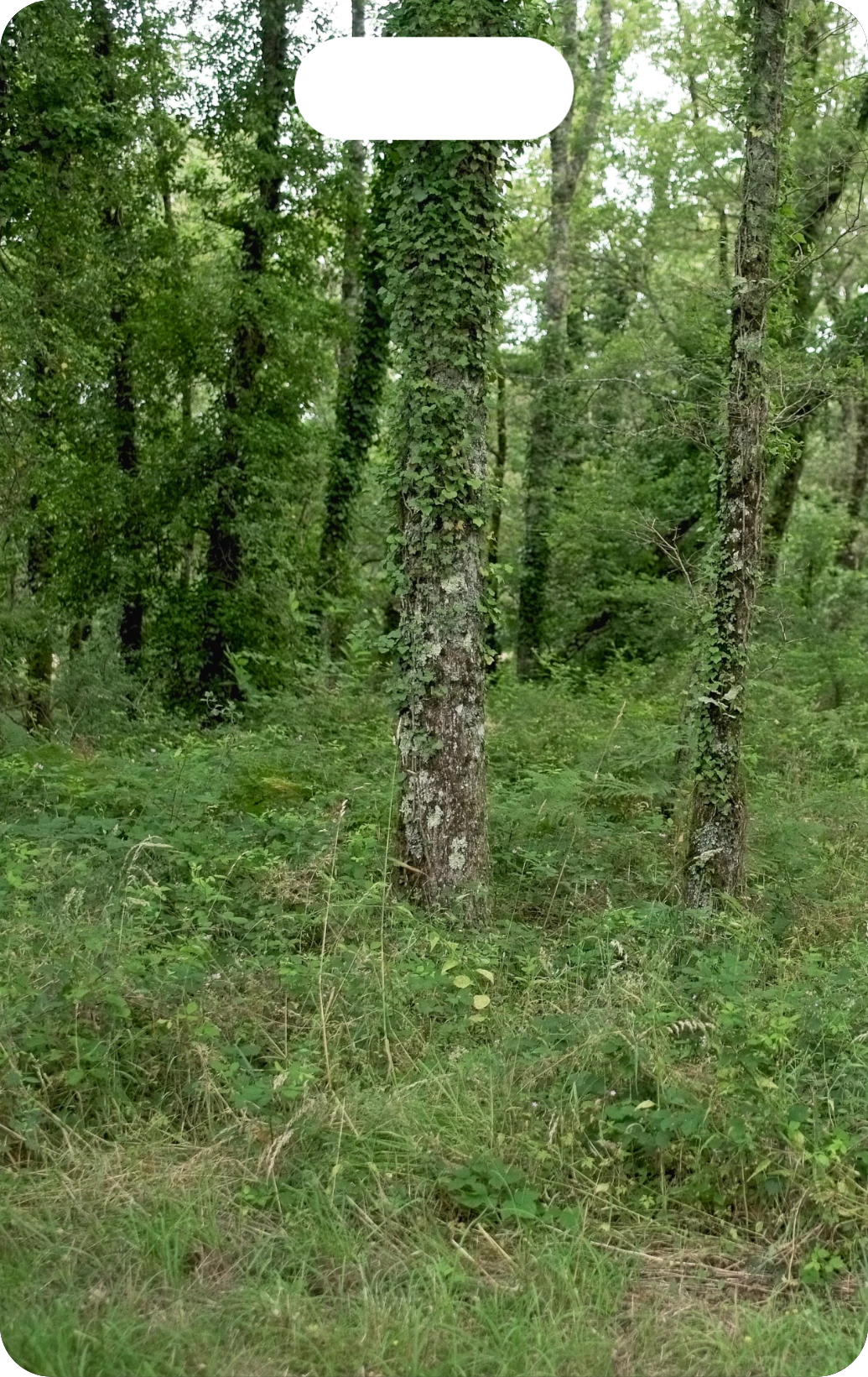 Břečťanový les, přední strana