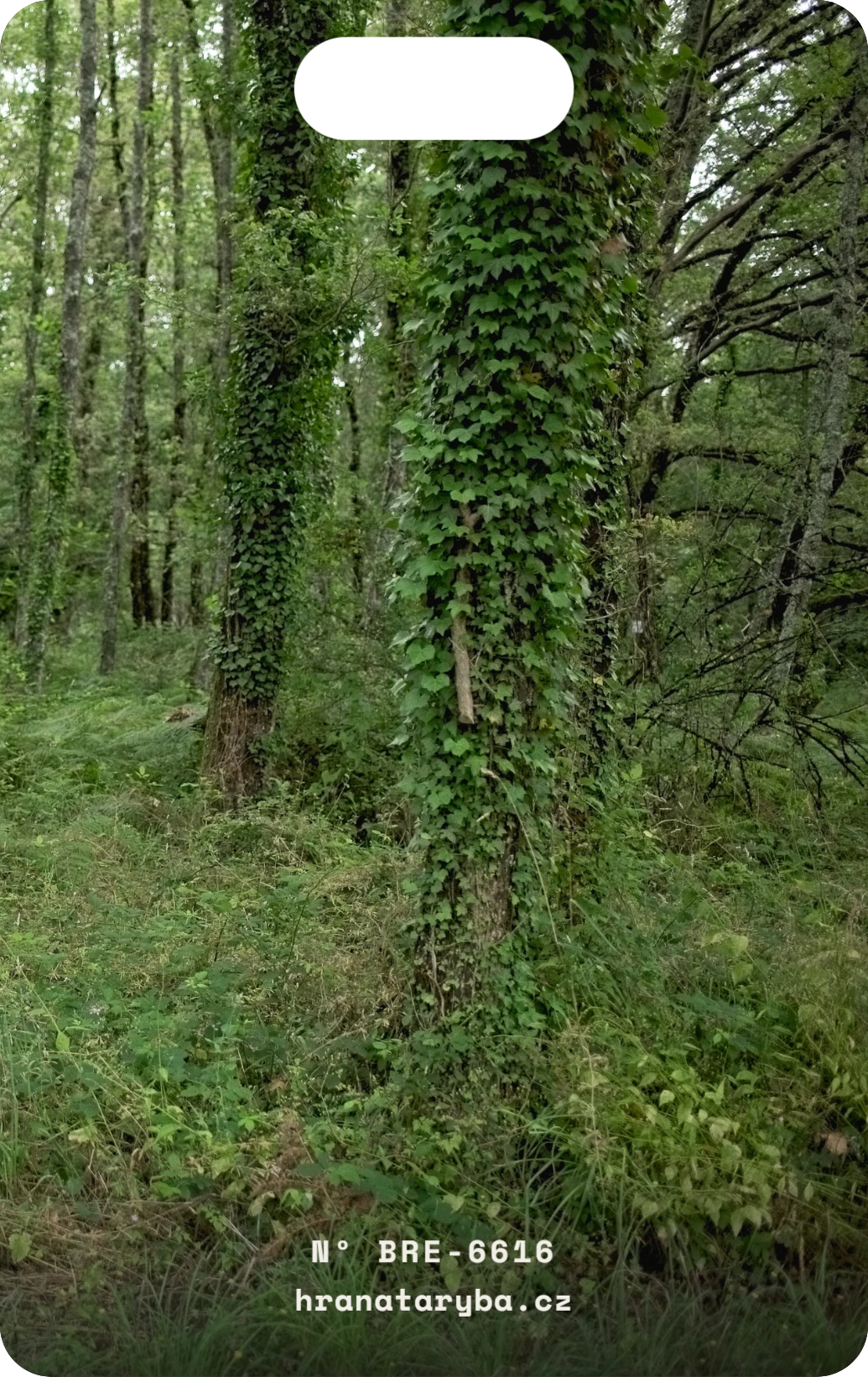 Břečťanový les, zadní strana