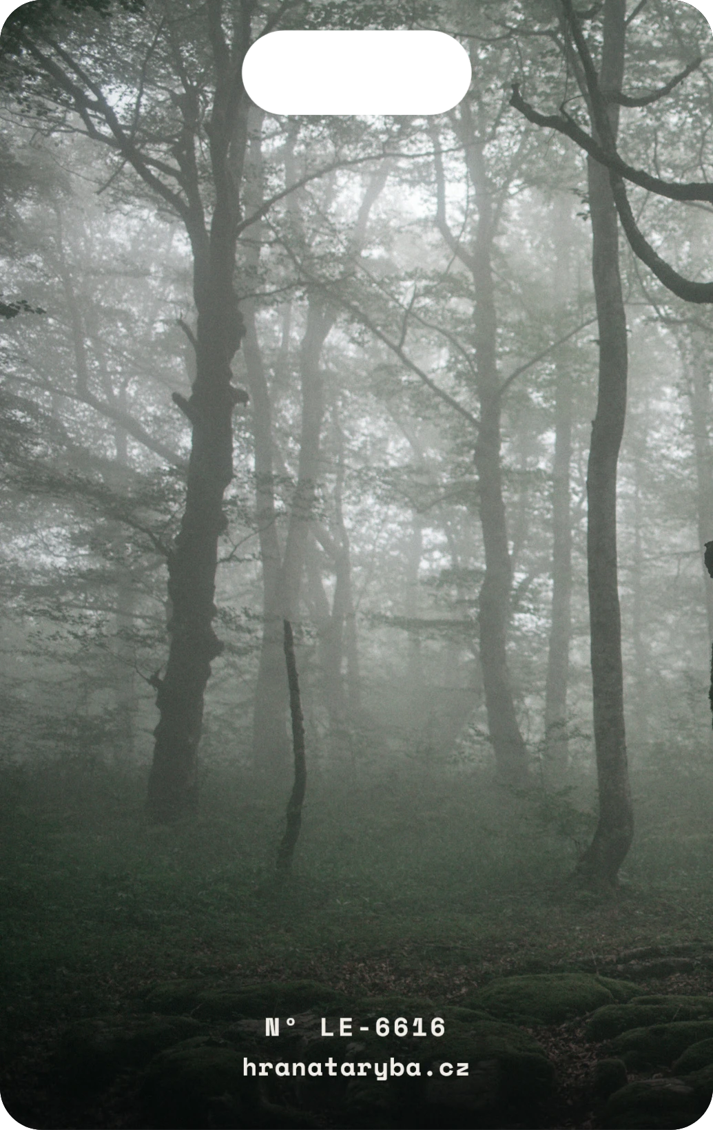 Mlžný les, zadní strana