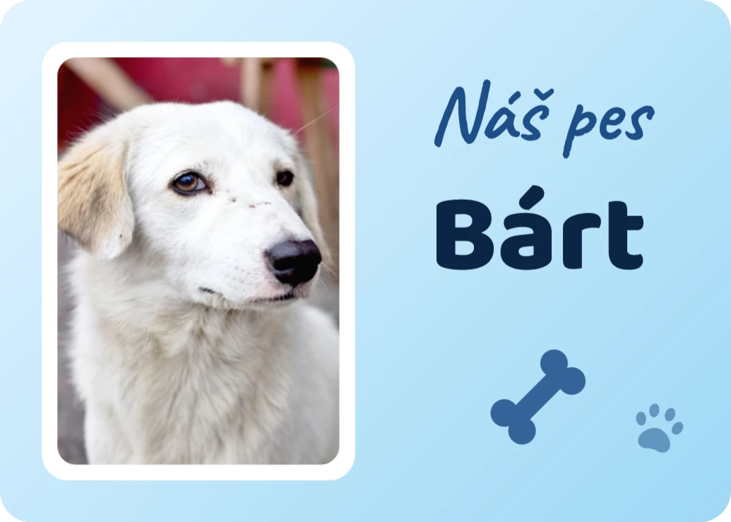 Magnetka Náš pes, ukázka karty