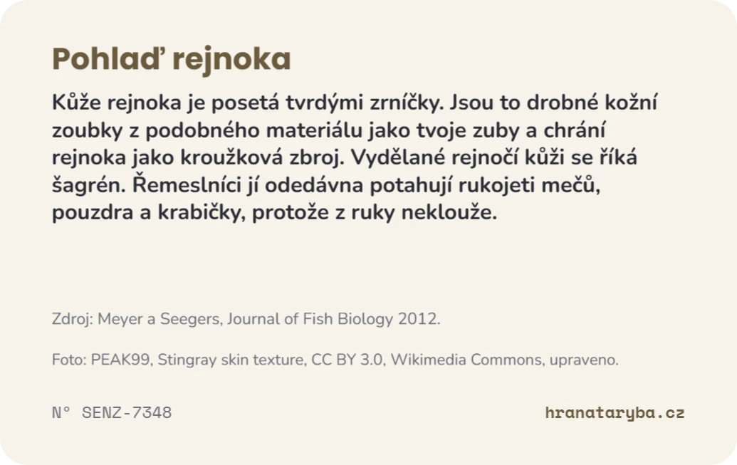 Pohlaď rejnoka, zadní strana
