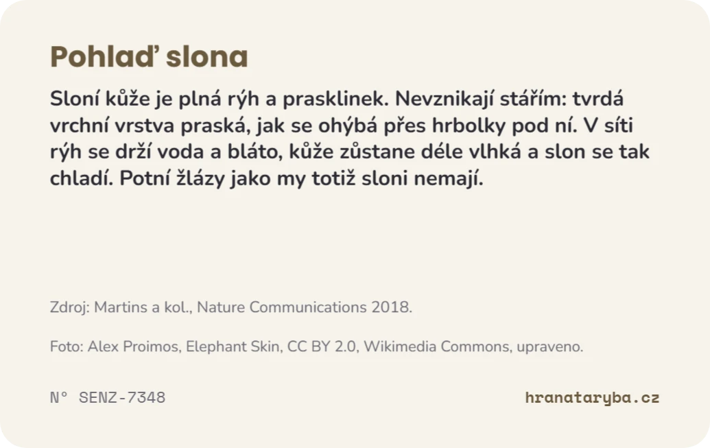 Pohlaď slona, zadní strana