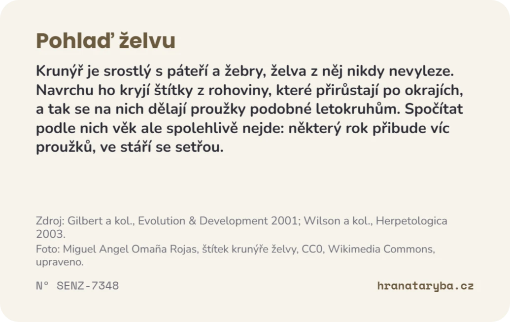 Pohlaď želvu, zadní strana
